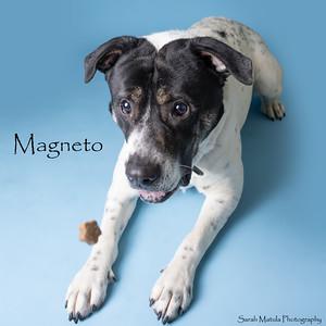 Magneto, a Adoptable mixed breed in Ruidoso, NM image 4/4