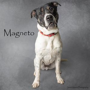 Magneto, a Adoptable mixed breed in Ruidoso, NM image 3/3
