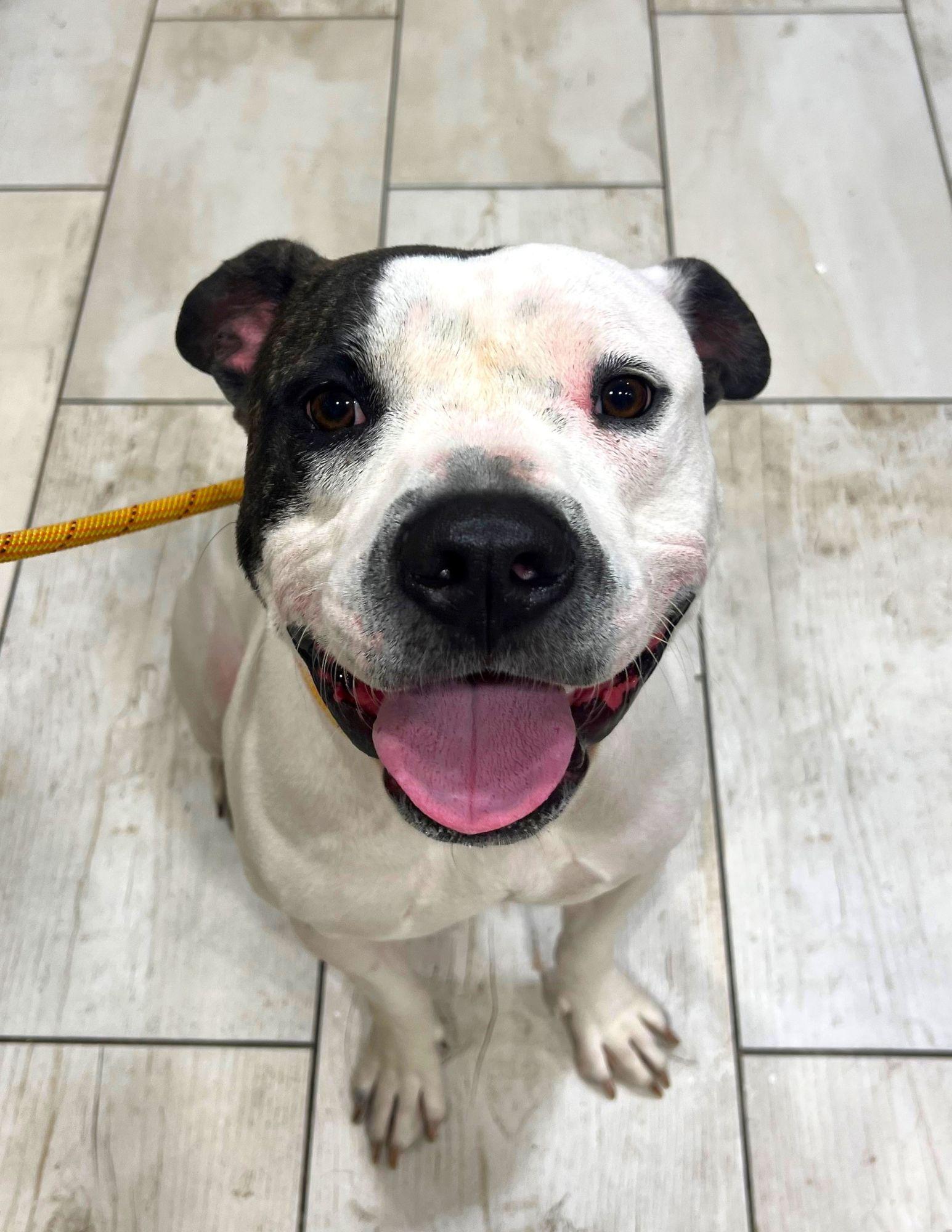 Wally, ADOPTABLE, Adult Male Pit Bull Terrier.