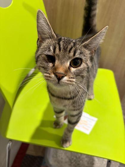 Funky, Adoptable, Kitten Female Domestic Short Hair & Domestic Short Hair.