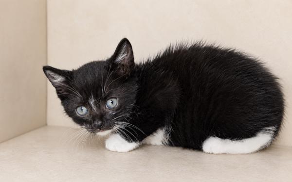 Enlarge Oreo, a Adoptable Domestic Short Hair in Lafayette, LA image 1/1