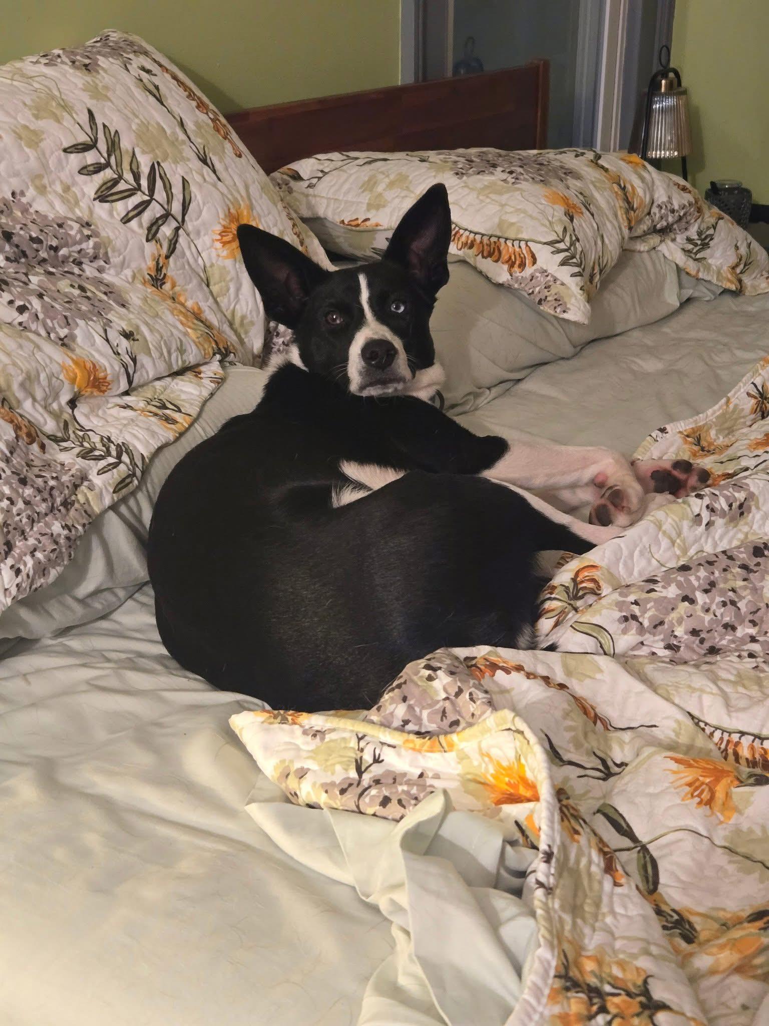 Enlarge Rex, a Adoptable mixed breed in Louisa, VA image 3/6