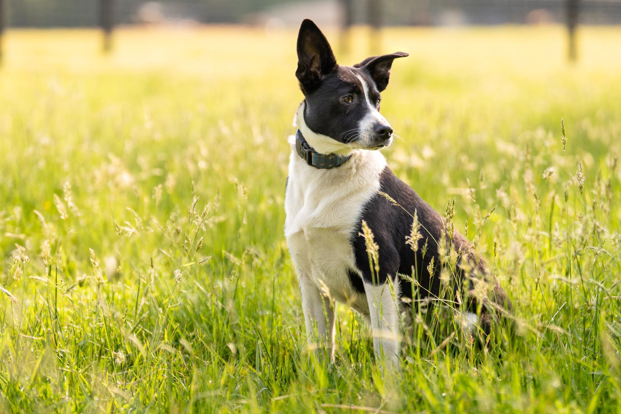 Enlarge Rex, a Adoptable mixed breed in Louisa, VA image 2/4