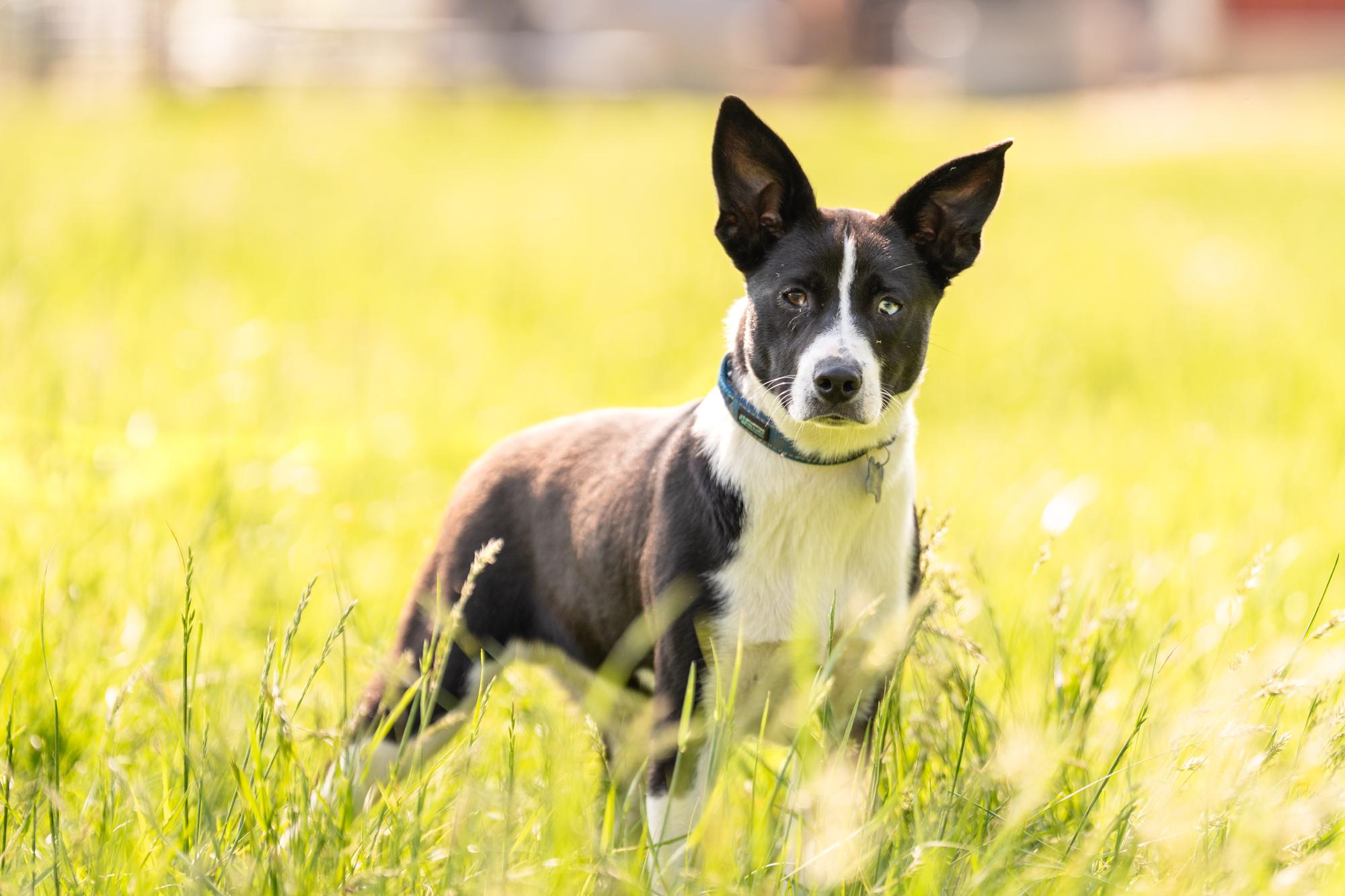 Enlarge Rex, a Adoptable mixed breed in Louisa, VA image 3/4