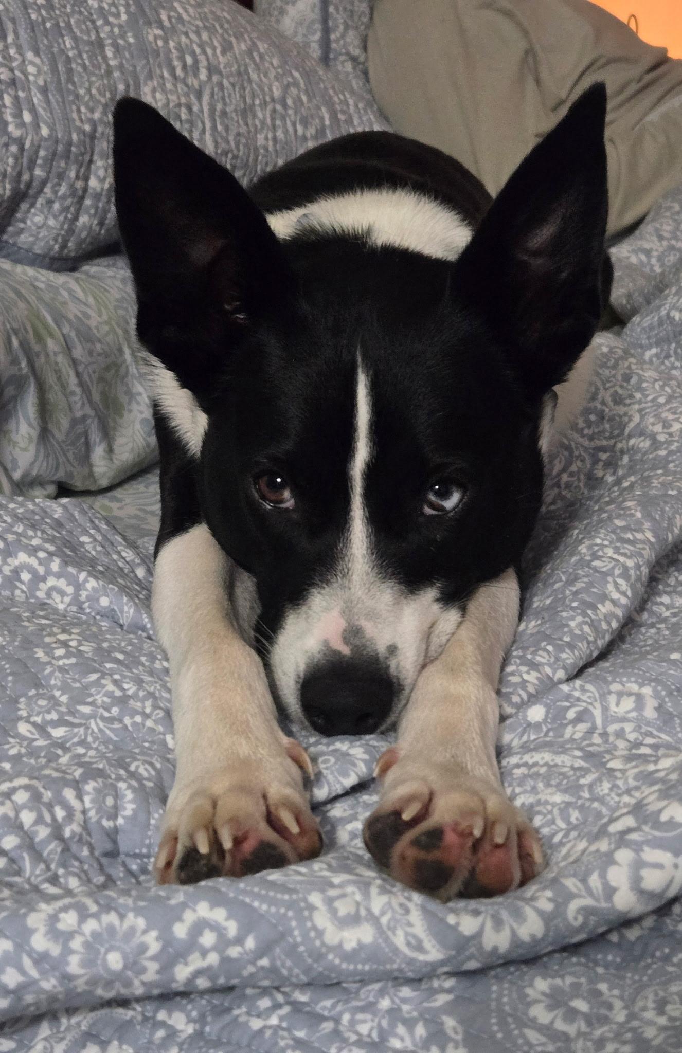 Rex, a Adoptable mixed breed in Louisa, VA image 6/6