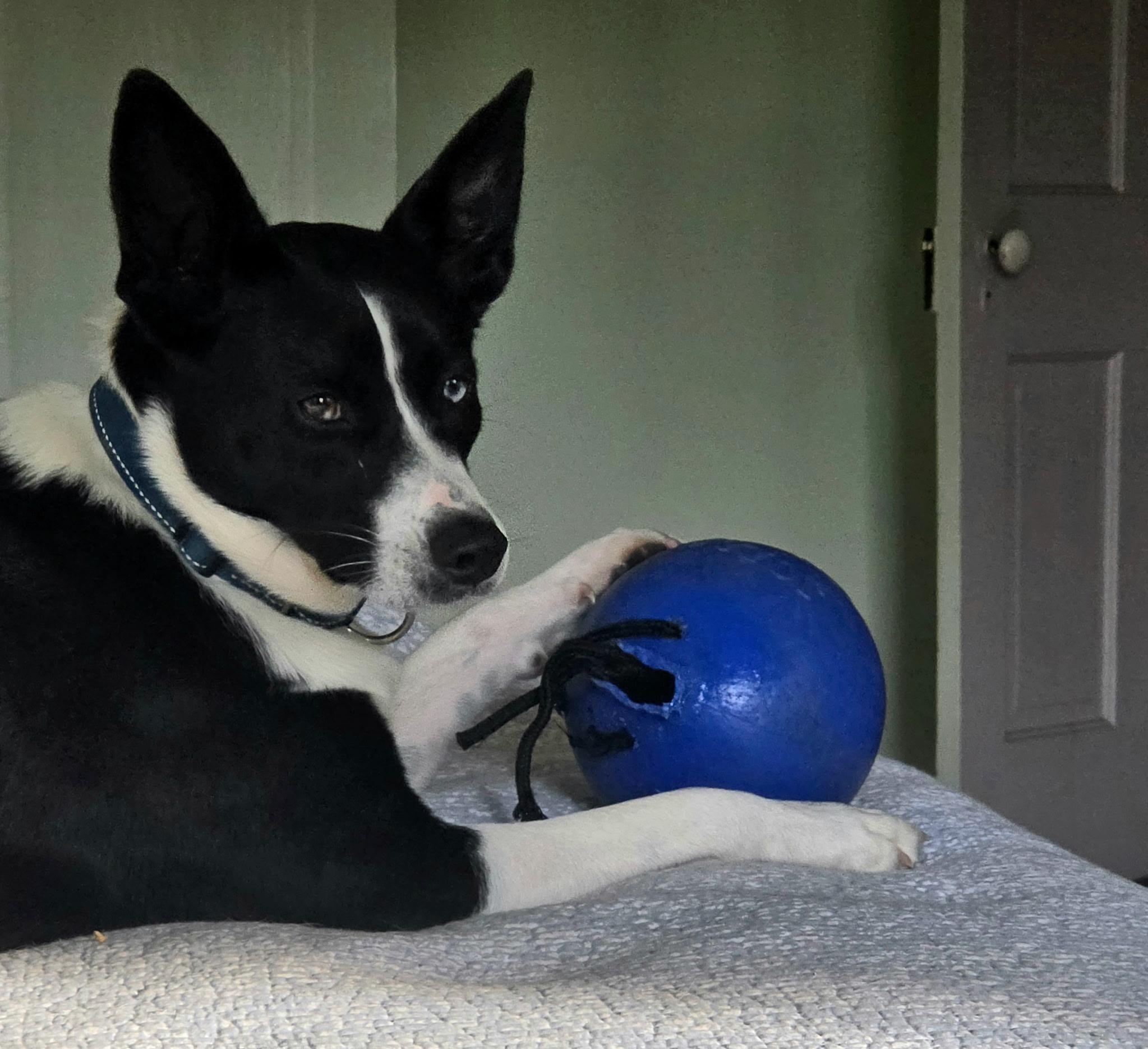 Rex, a Adoptable mixed breed in Louisa, VA image 3/6