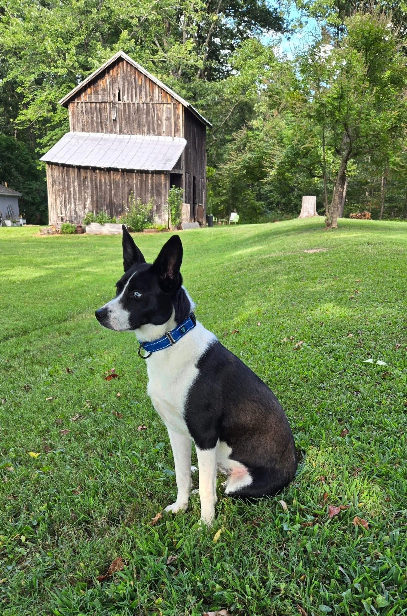 Rex, Adoptable, Adult Male Terrier & Border Collie.