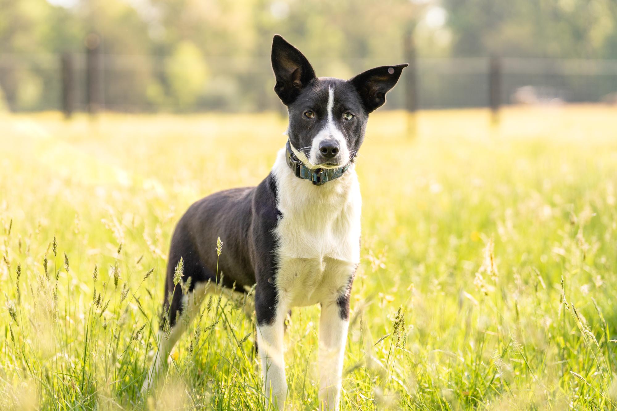 Enlarge Rex, a Adoptable mixed breed in Louisa, VA image 4/4