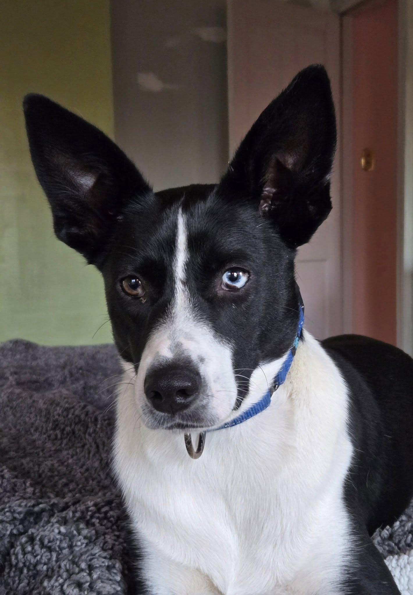 Rex, Adoptable, Young Male Terrier & Border Collie.