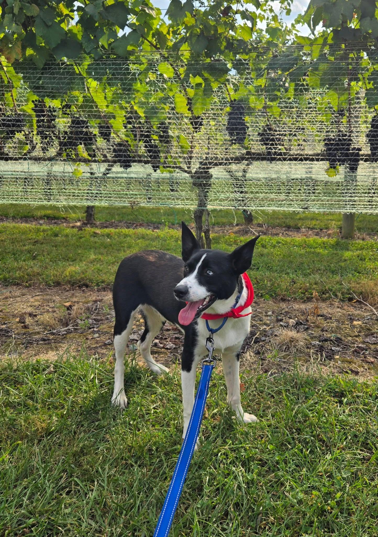 Rex, a Adoptable mixed breed in Louisa, VA image 2/6