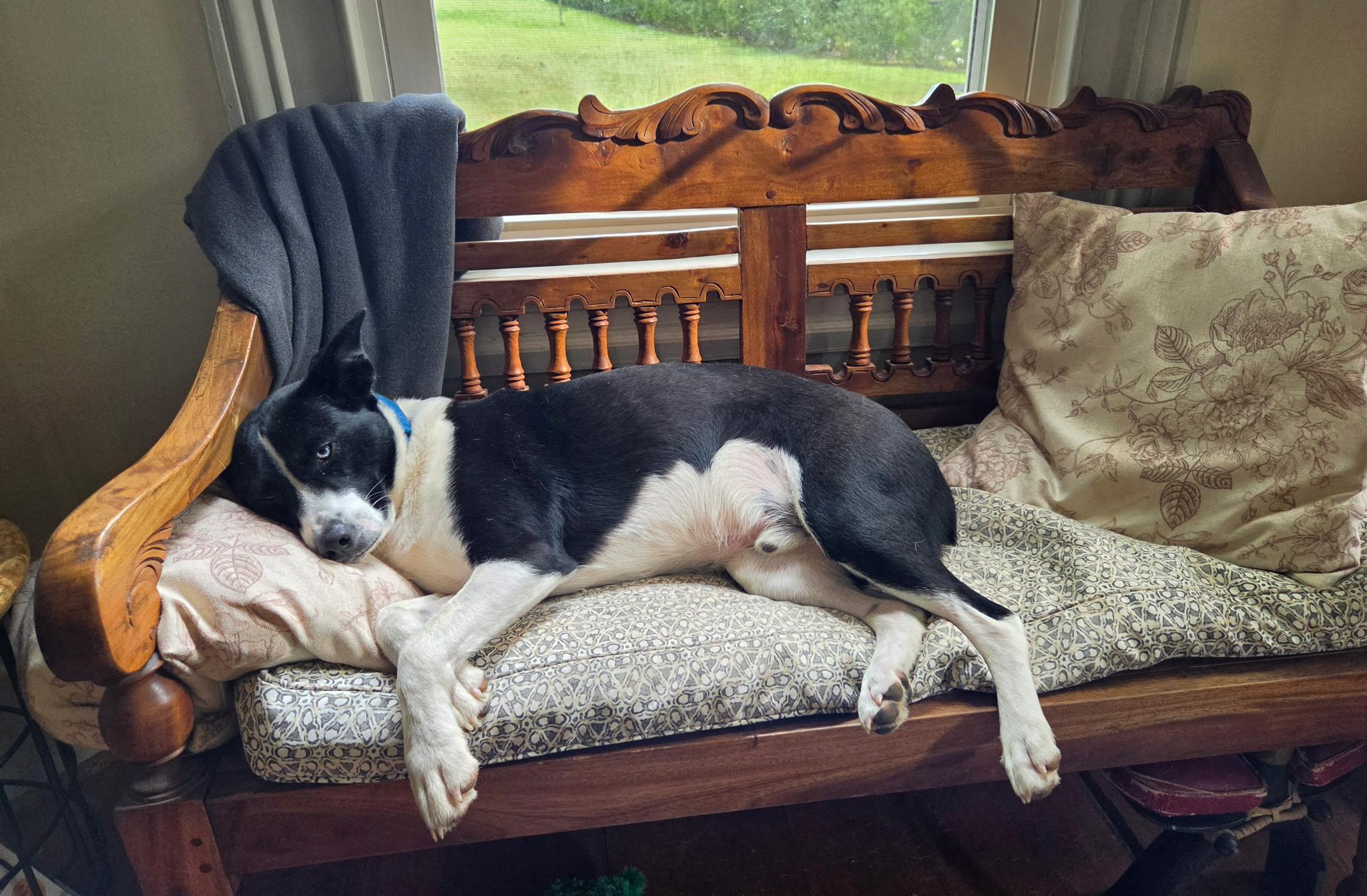 Rex, a Adoptable mixed breed in Louisa, VA image 4/6