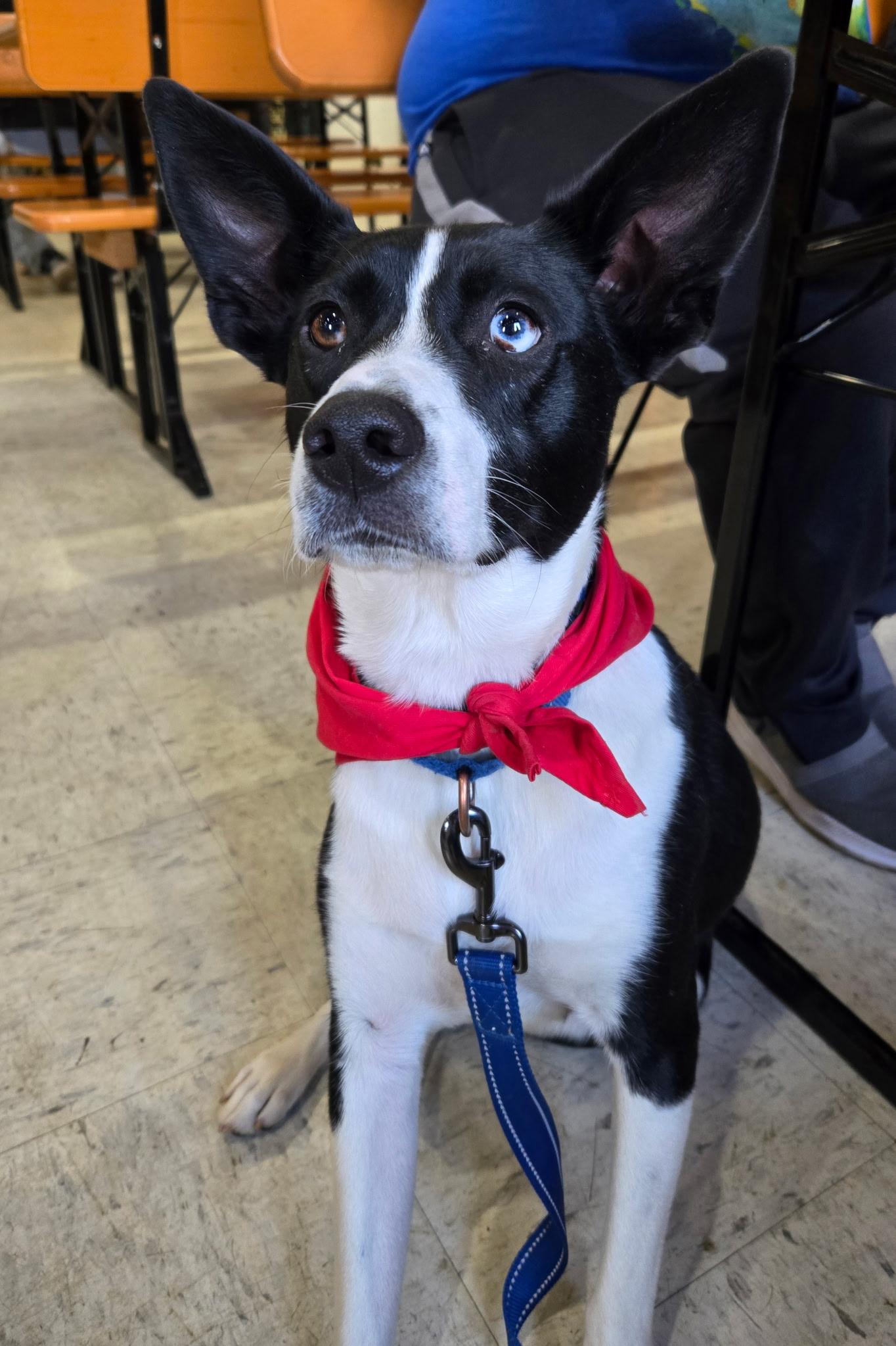 Rex, a Adoptable mixed breed in Louisa, VA image 5/6