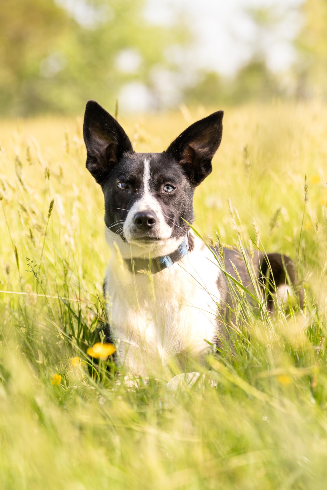 Enlarge Rex, a Adoptable mixed breed in Louisa, VA image 1/4
