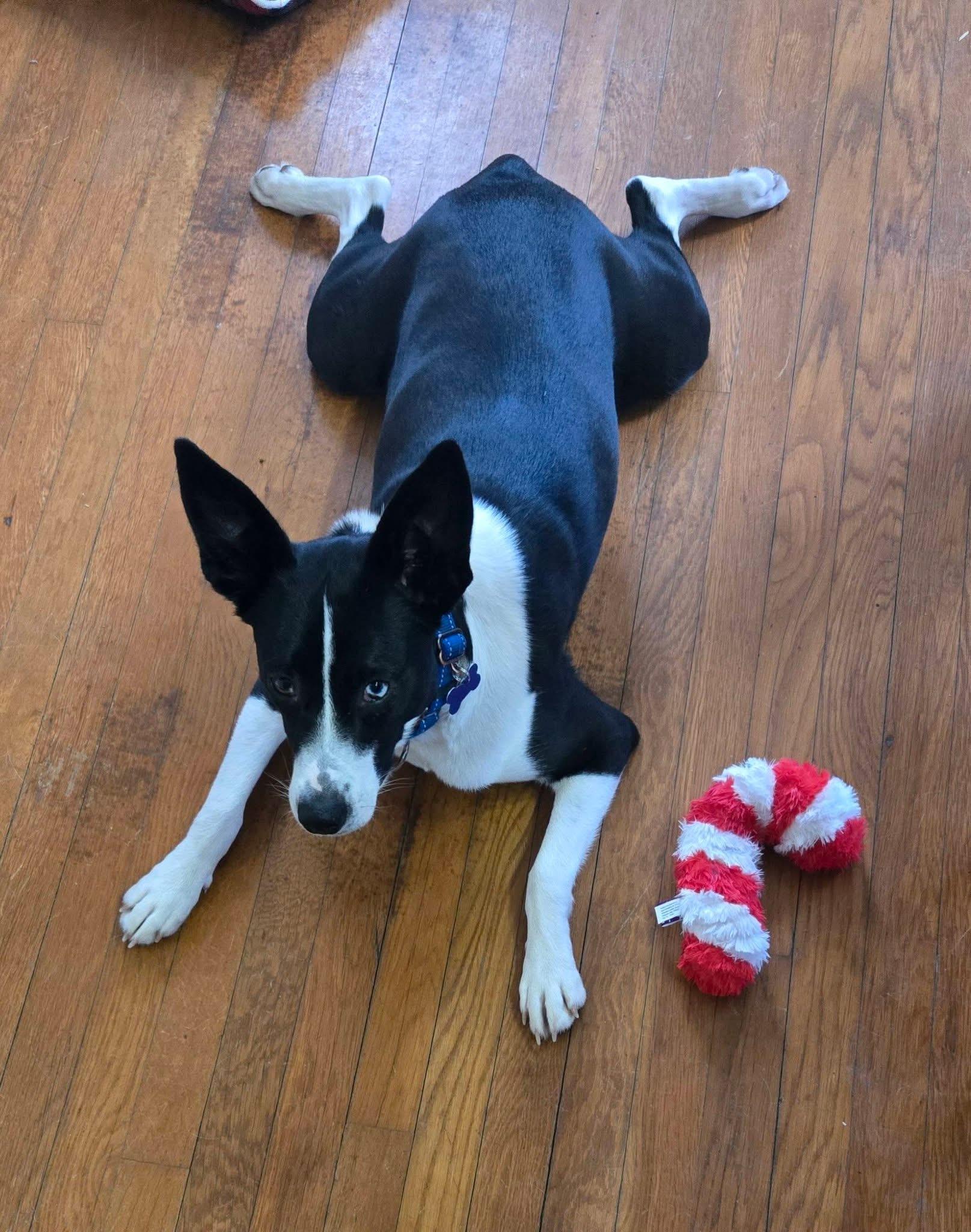 Enlarge Rex, a Adoptable mixed breed in Louisa, VA image 2/6