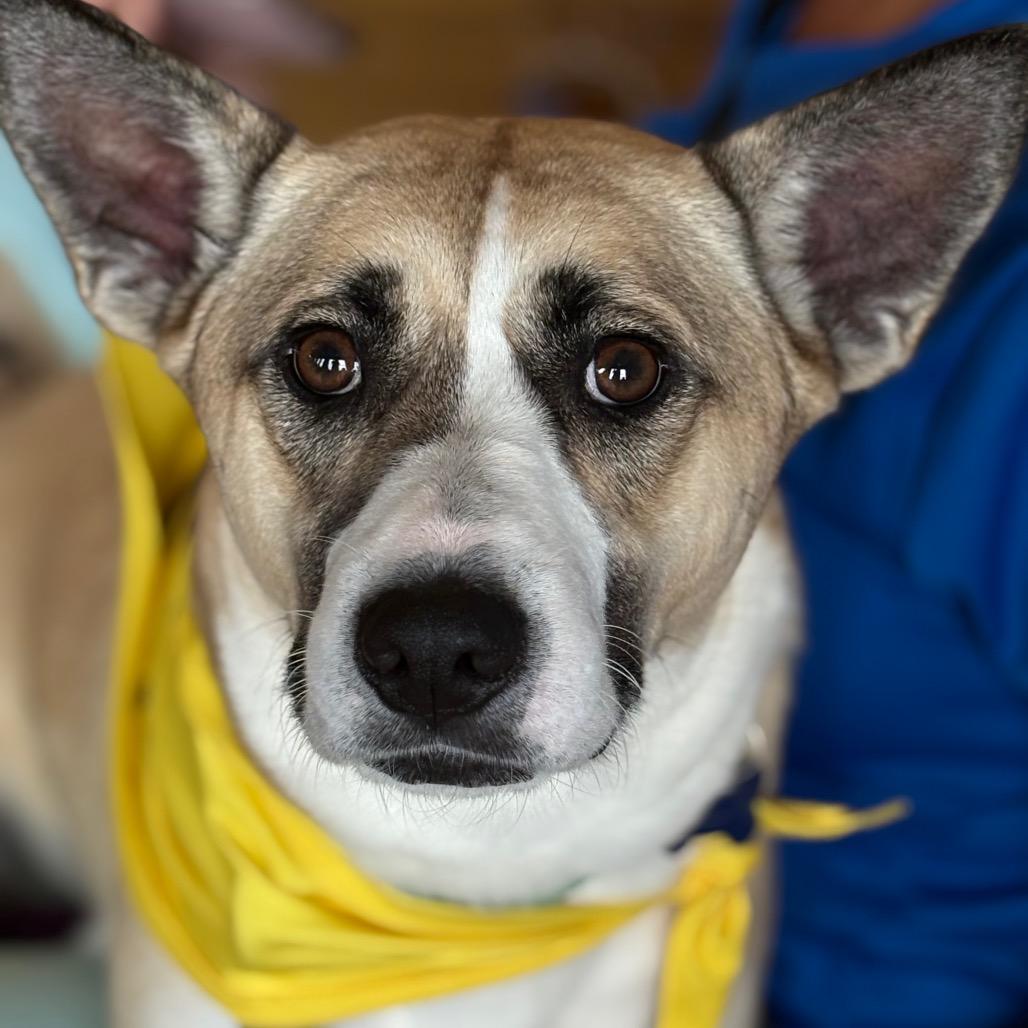 Saffron, Adoptable, Adult Female Shepherd & Beagle.