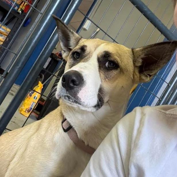 Saffron, a Adoptable mixed breed in Potomac, MD image 2/5