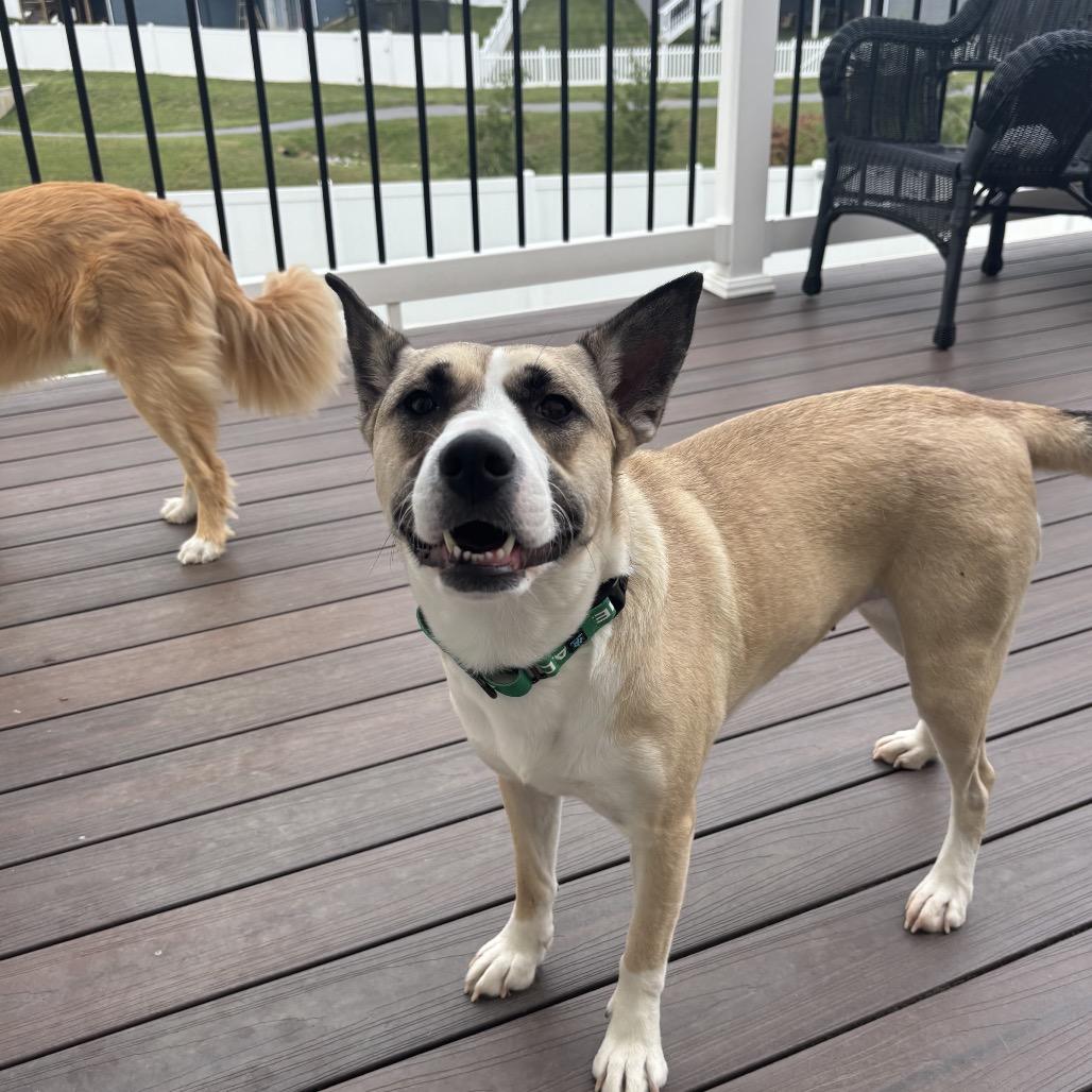 Saffron, a Adoptable mixed breed in Potomac, MD image 3/5