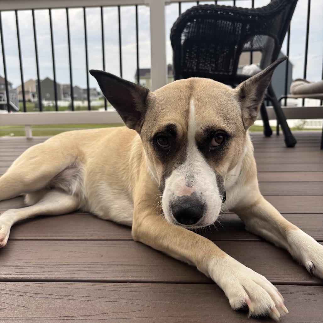Saffron, a Adoptable mixed breed in Potomac, MD image 4/5