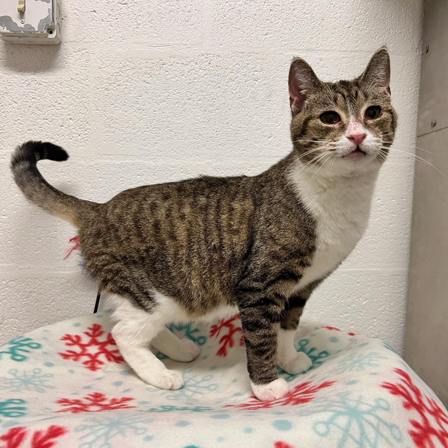 Enlarge Ingrid, a ADOPTABLE Domestic Short Hair in Stanley, VA image 1/4