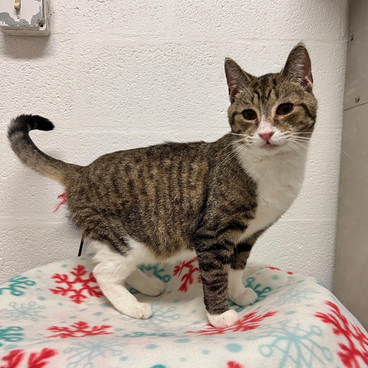 Enlarge Ingrid, a ADOPTABLE Domestic Short Hair in Stanley, VA image 2/4