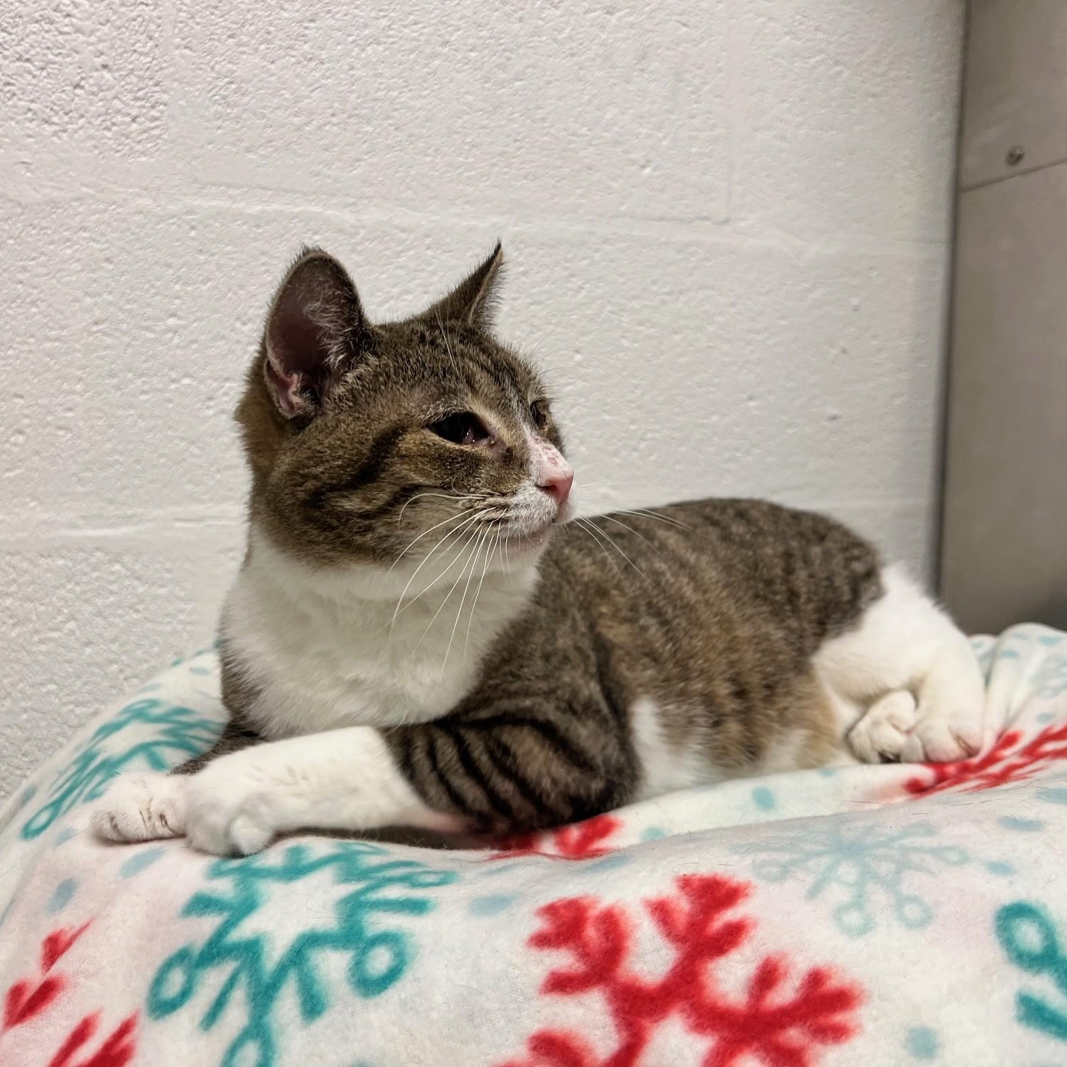 Enlarge Ingrid, a ADOPTABLE Domestic Short Hair in Stanley, VA image 3/4