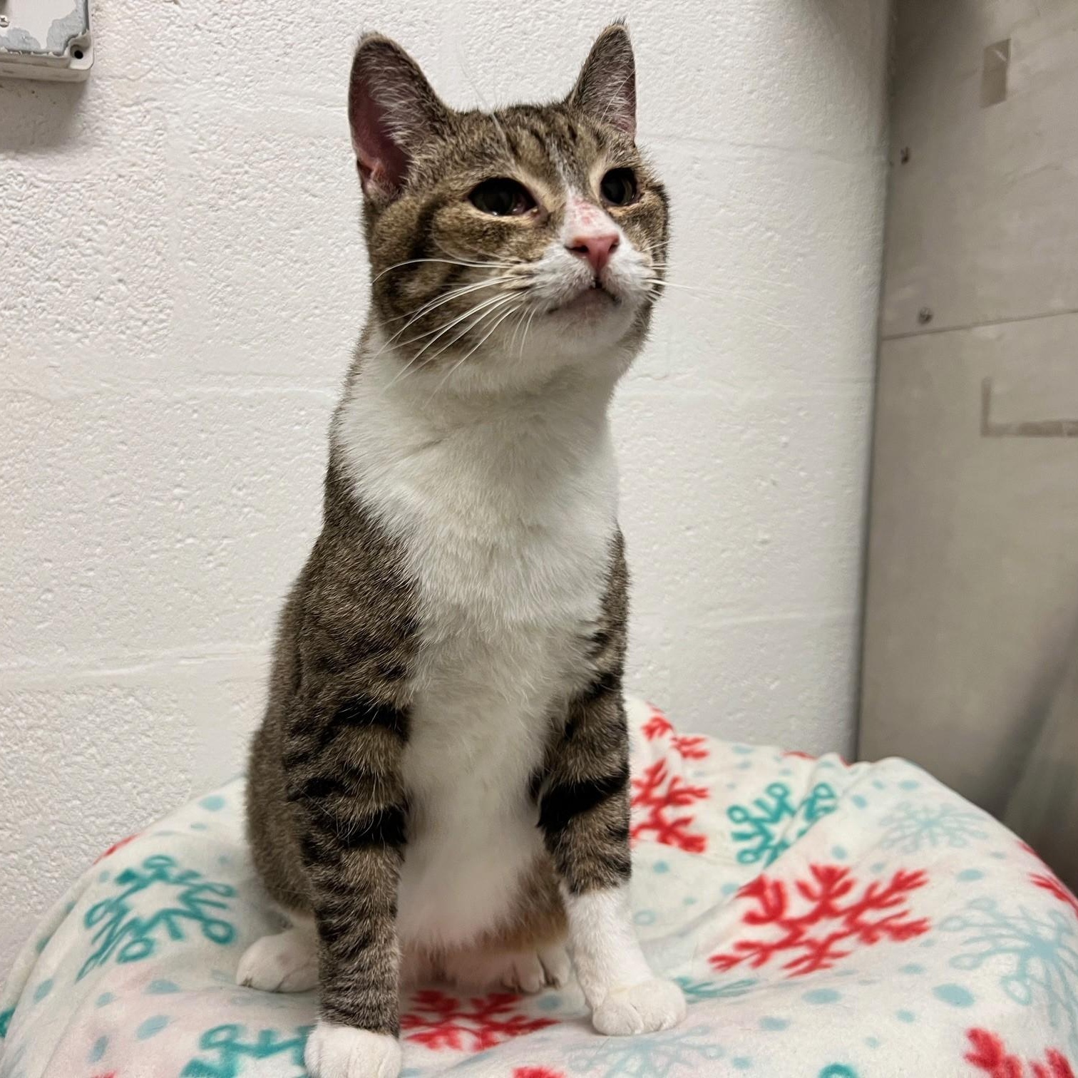 Enlarge Ingrid, a ADOPTABLE Domestic Short Hair in Stanley, VA image 4/4