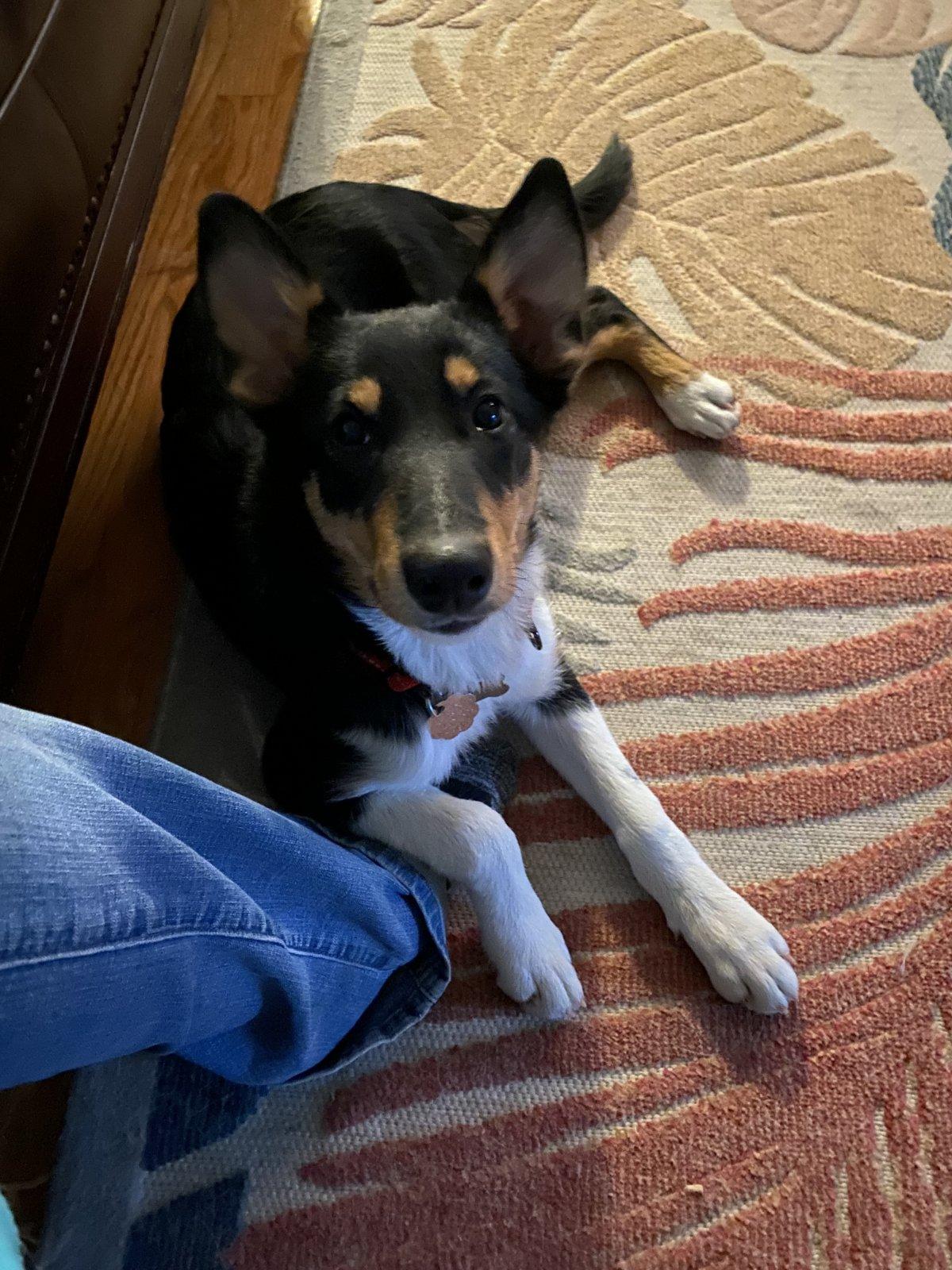 Sylvia, a Adoptable Smooth Collie in Lisle, IL image 2/6