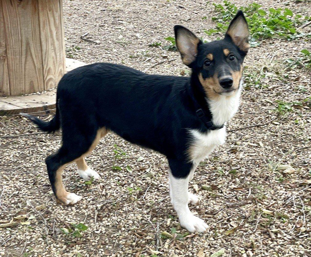 Sylvia, a Adoptable Smooth Collie in Lisle, IL image 1/6
