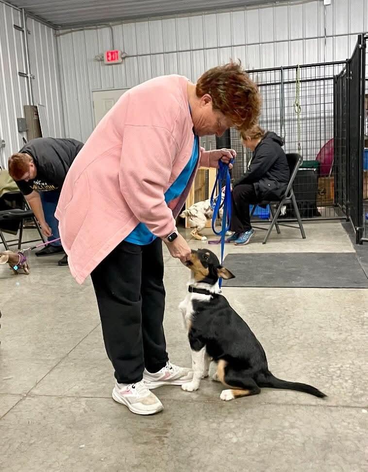 Sylvia, a Adoptable Smooth Collie in Lisle, IL image 4/6