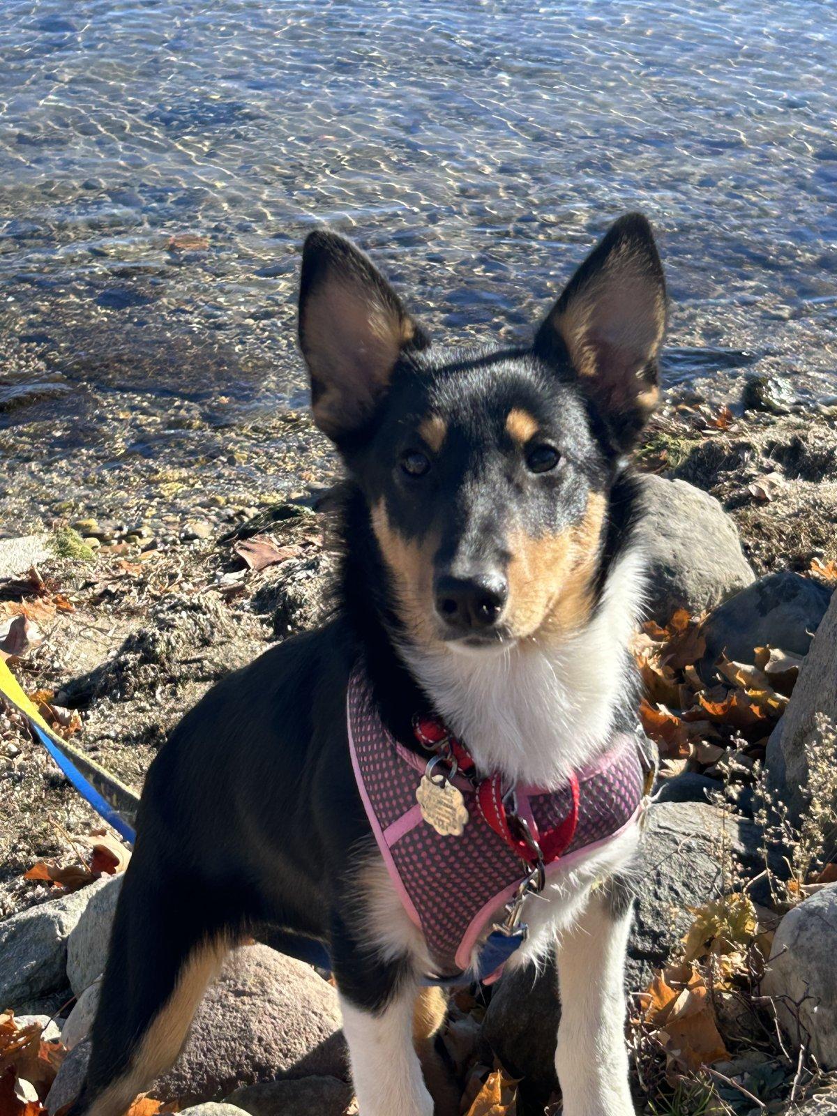 Sylvia, a Adoptable Smooth Collie in Lisle, IL image 5/6