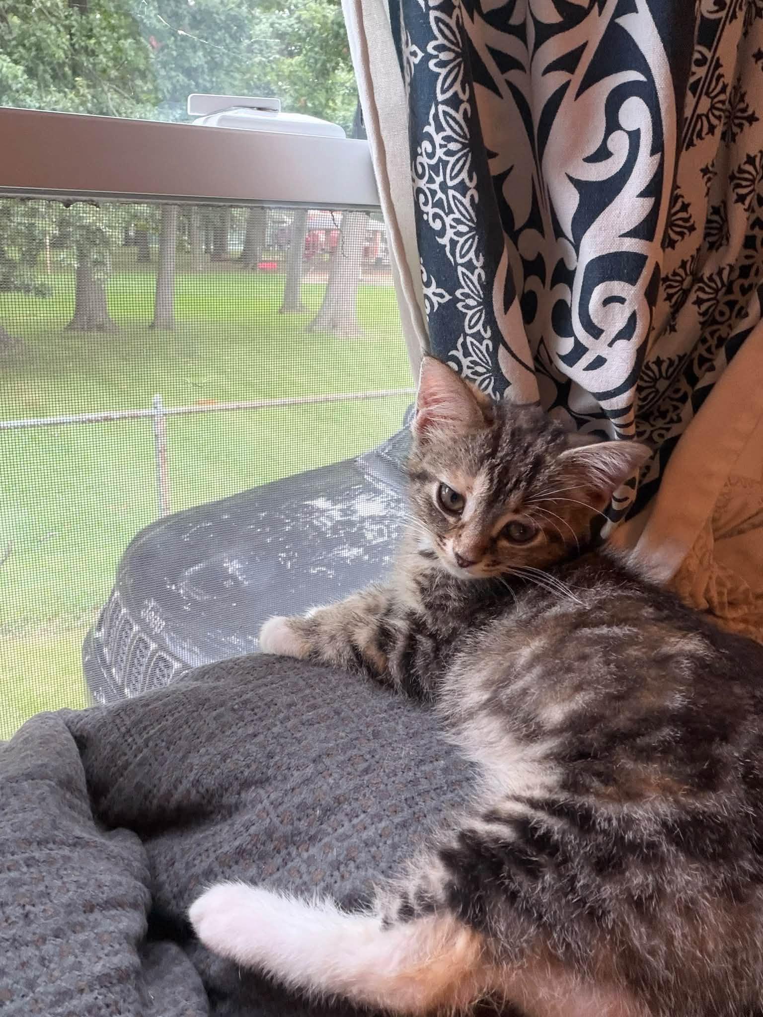 Enlarge Violet, a Adopted Domestic Short Hair in Cleveland, OH image 2/6