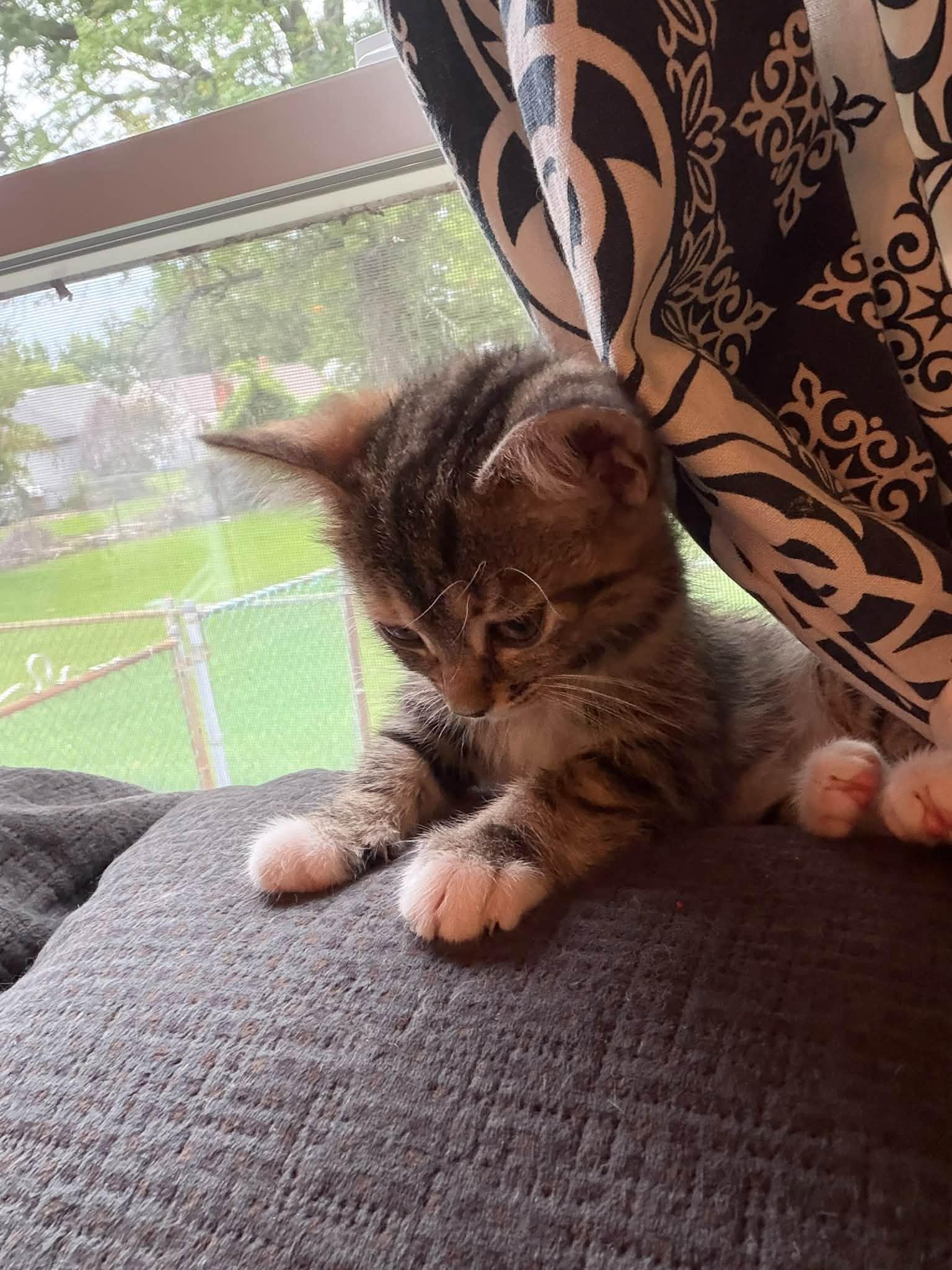 Enlarge Violet, a Adopted Domestic Short Hair in Cleveland, OH image 4/6