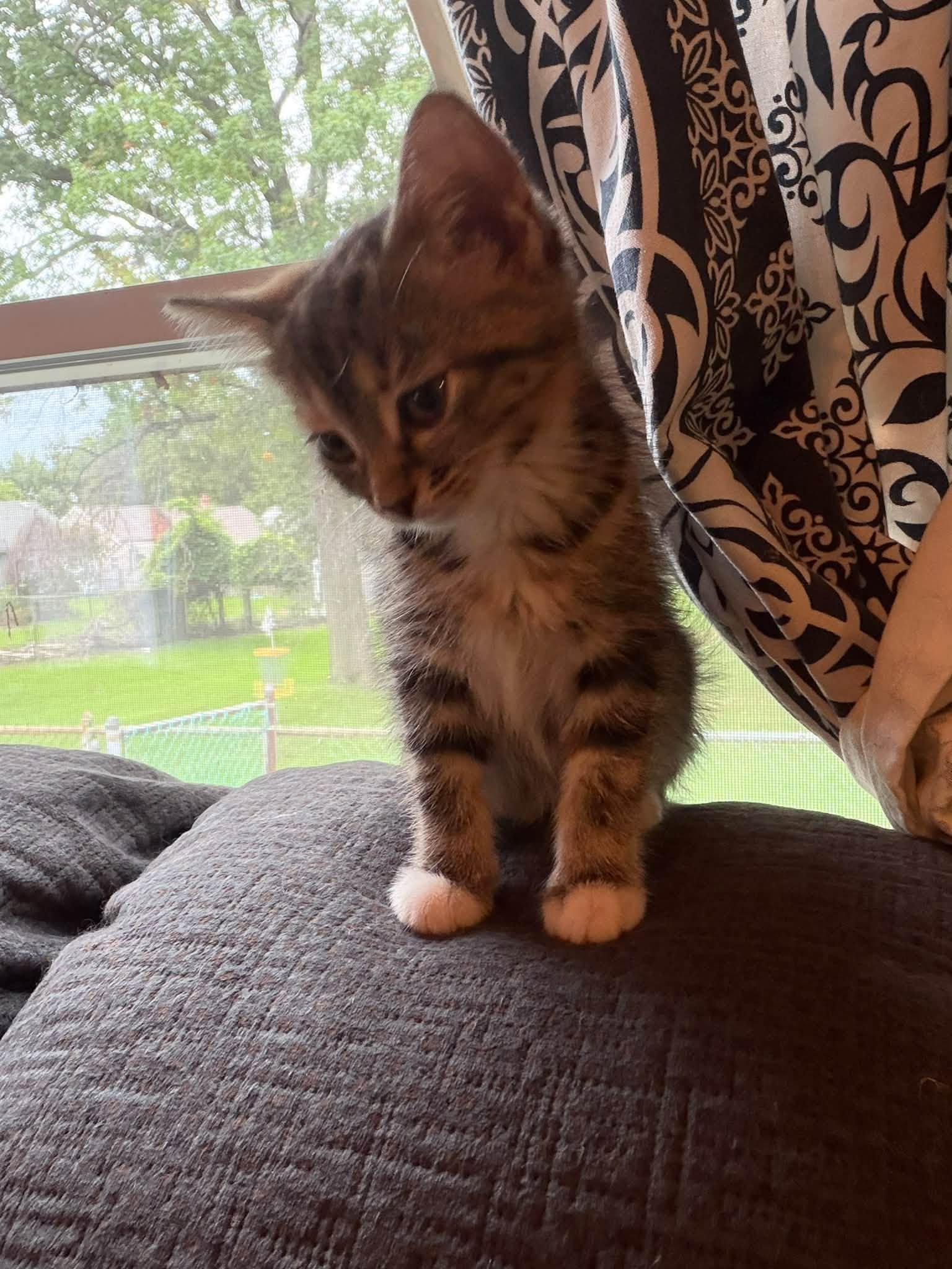 Enlarge Violet, a Adopted Domestic Short Hair in Cleveland, OH image 5/6