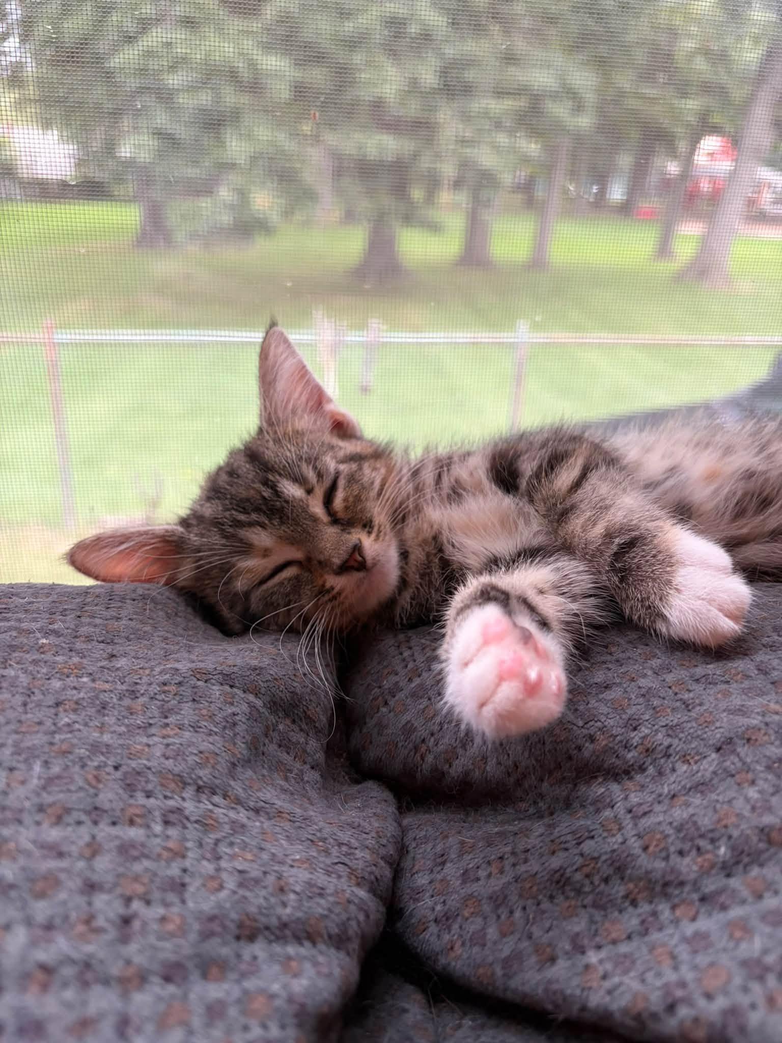 Enlarge Violet, a Adopted Domestic Short Hair in Cleveland, OH image 6/6
