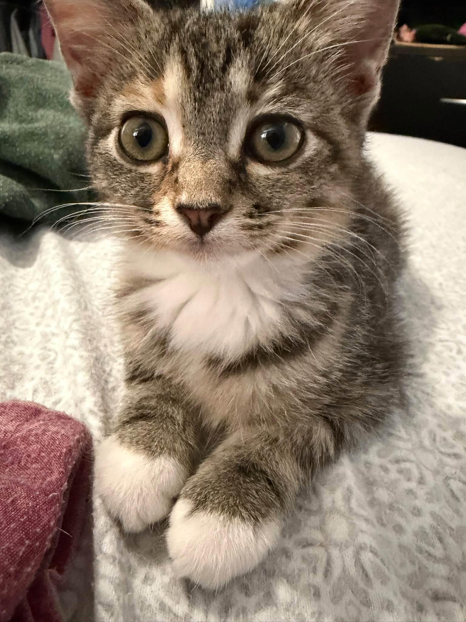 Enlarge Violet, a Adopted Domestic Short Hair in Cleveland, OH image 1/6