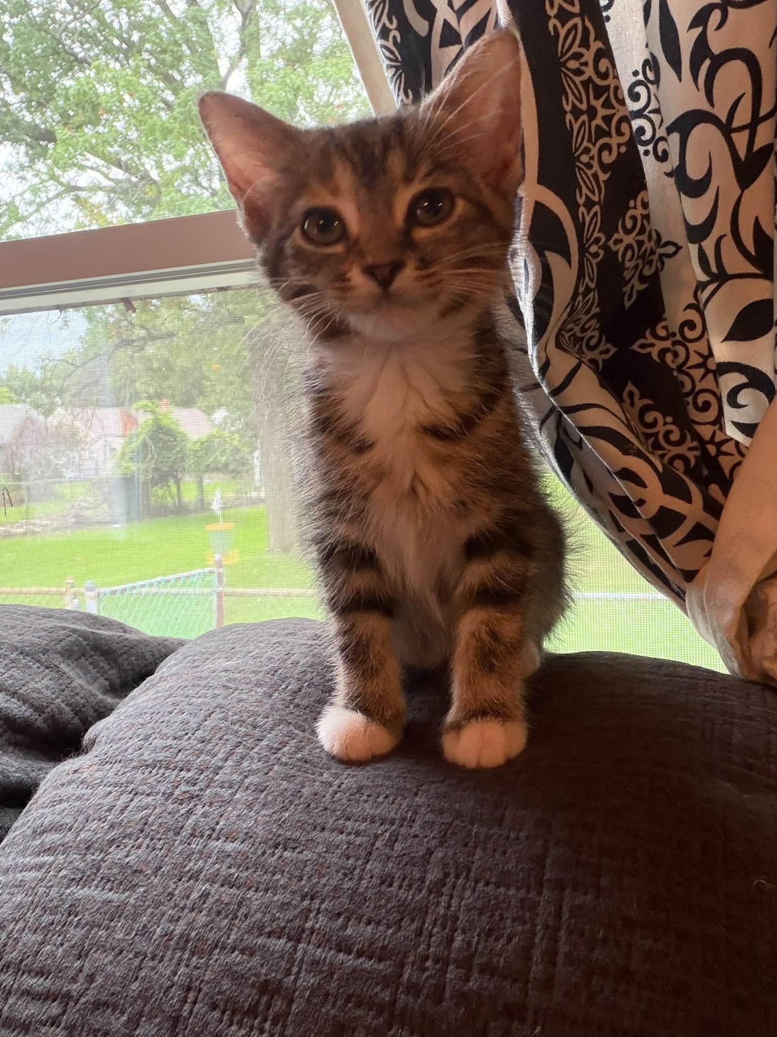 Enlarge Violet, a Adopted Domestic Short Hair in Cleveland, OH image 3/6