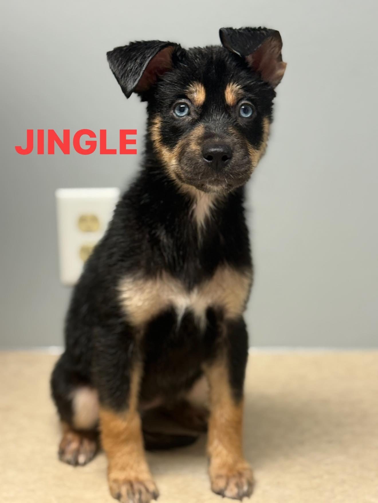 Jingle, Adoptable, Puppy Female Husky.