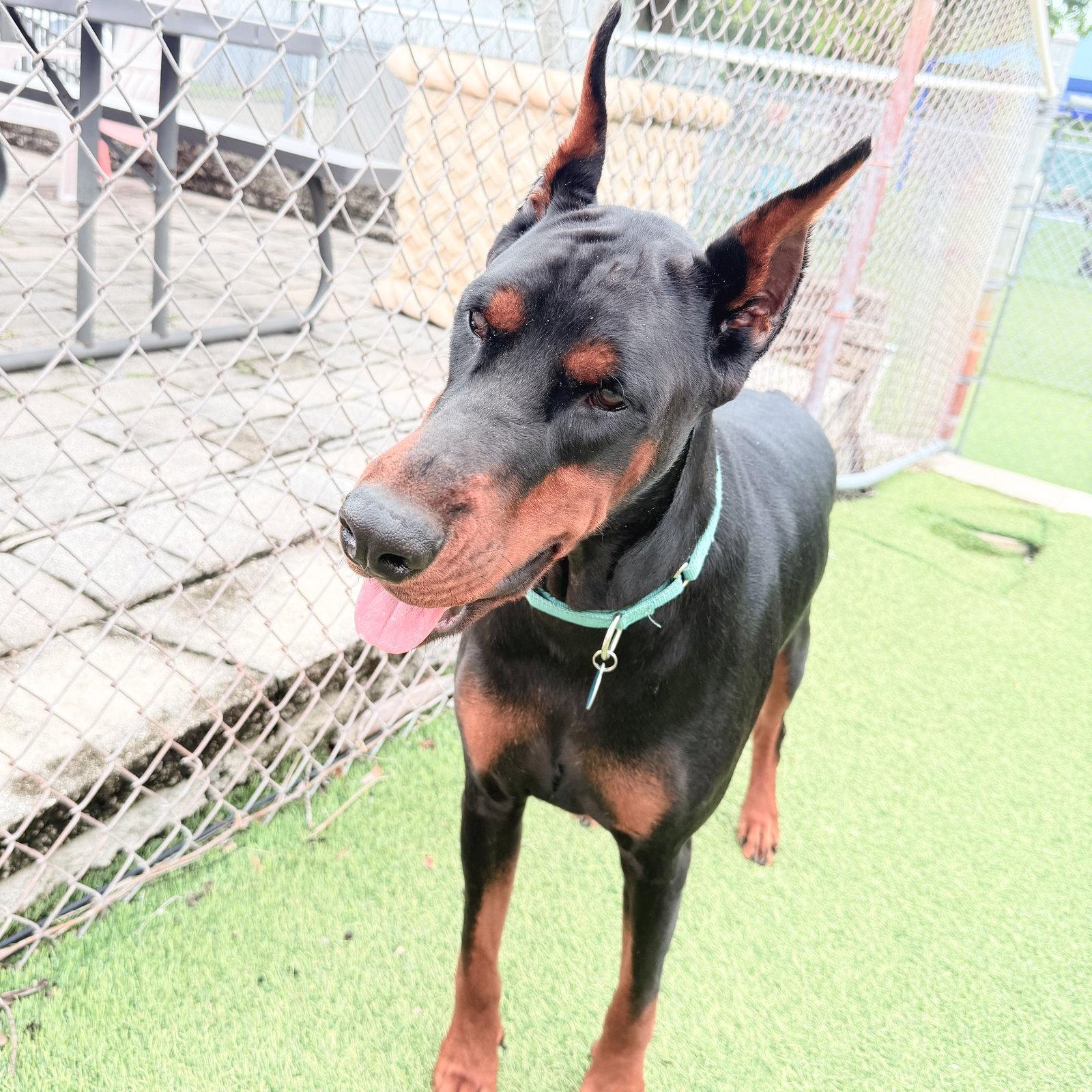 Enlarge Dre 3619, a Adopted Doberman Pinscher in Oakland Park, FL image 1/3