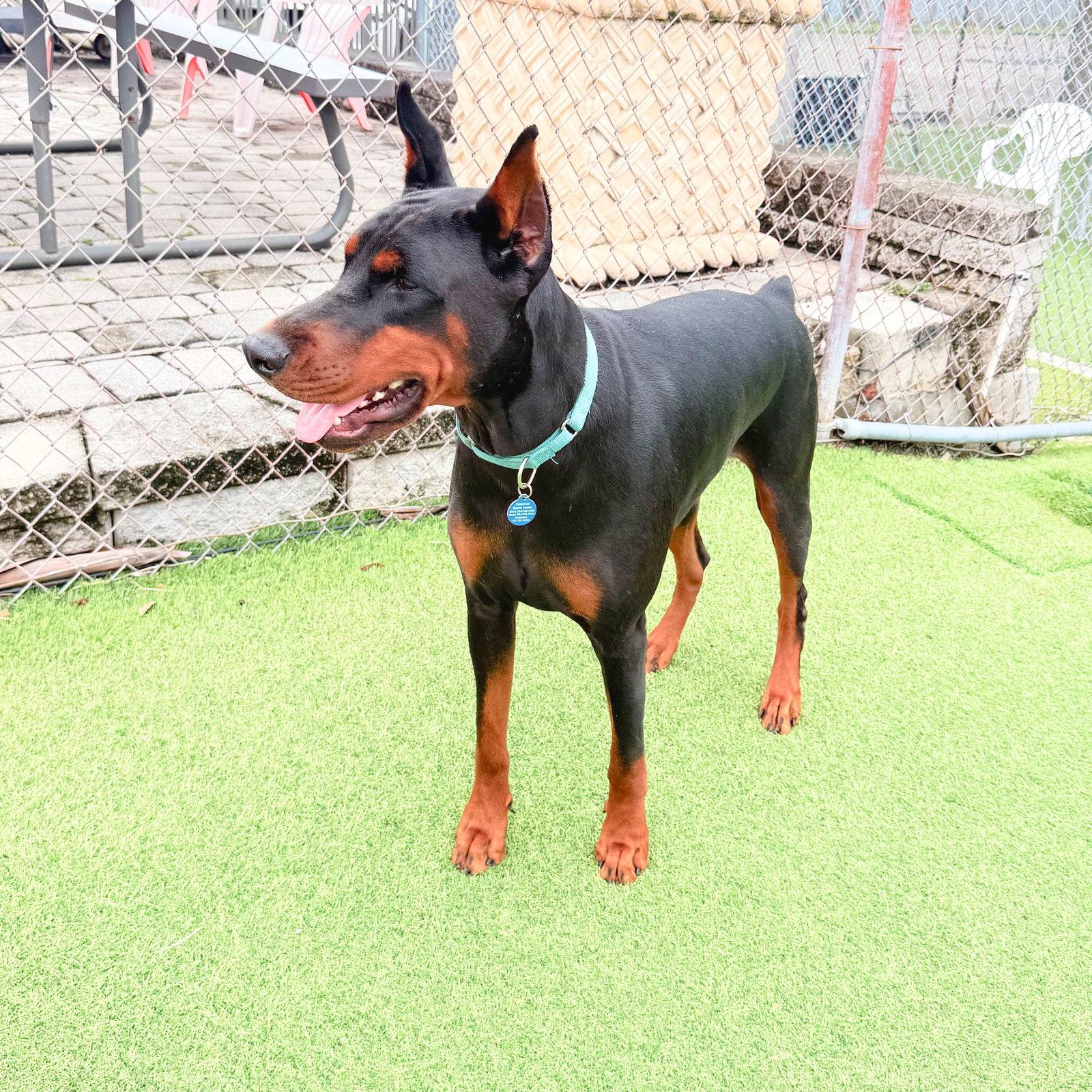 Enlarge Dre 3619, a Adopted Doberman Pinscher in Oakland Park, FL image 2/3