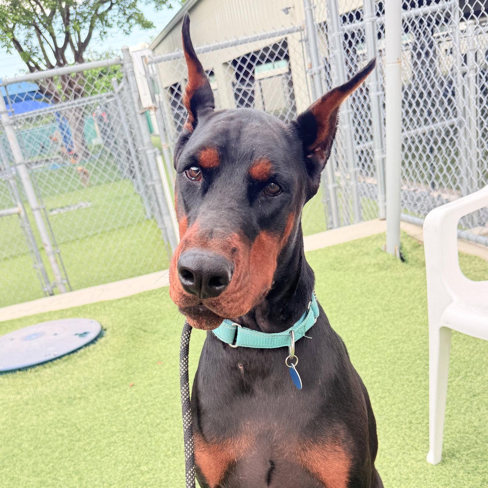 Enlarge Dre 3619, a Adopted Doberman Pinscher in Oakland Park, FL image 3/3