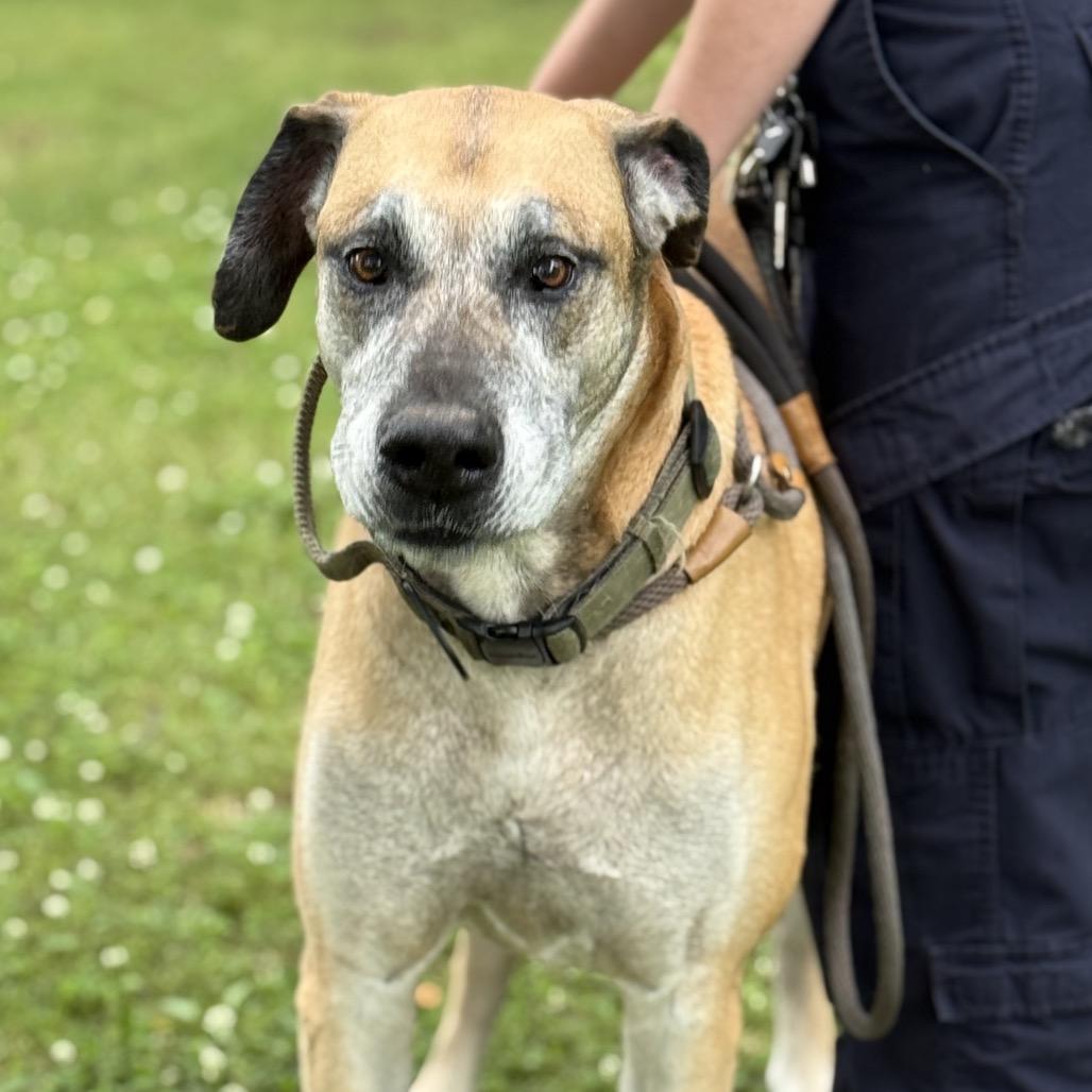 Godard, Adoptable, Young Male Great Dane.