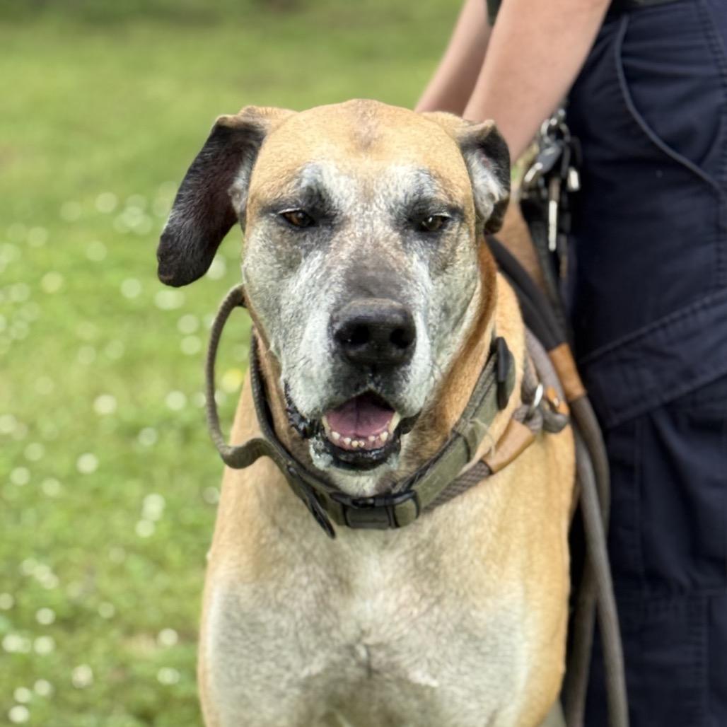 Enlarge Godard, a Adoptable Great Dane in Jacksonville, AR image 2/6