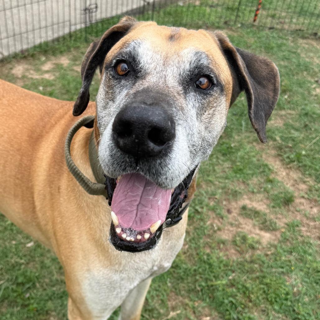 Enlarge Godard, a Adoptable Great Dane in Jacksonville, AR image 3/6