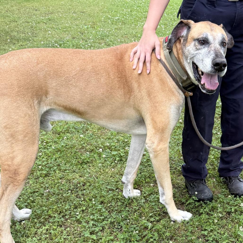 Enlarge Godard, a Adoptable Great Dane in Jacksonville, AR image 4/6