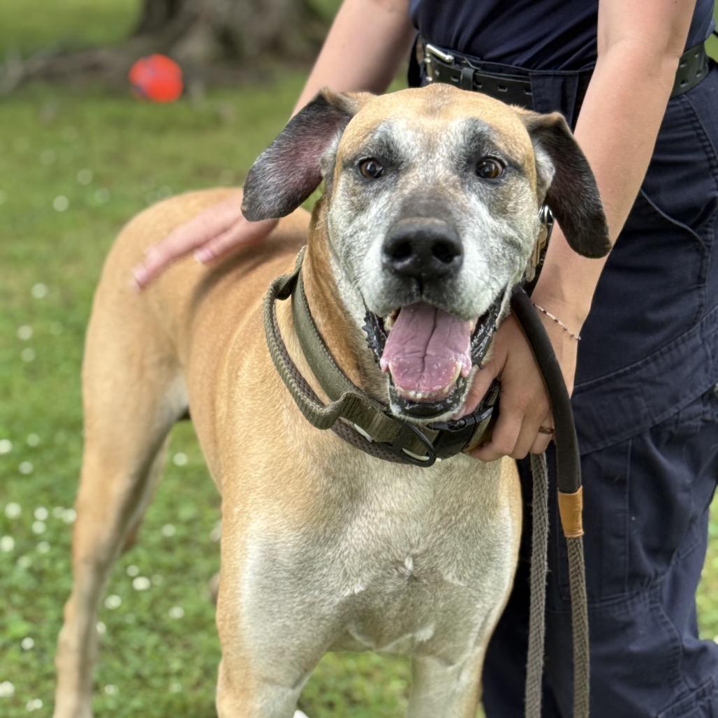 Enlarge Godard, a Adoptable Great Dane in Jacksonville, AR image 5/6