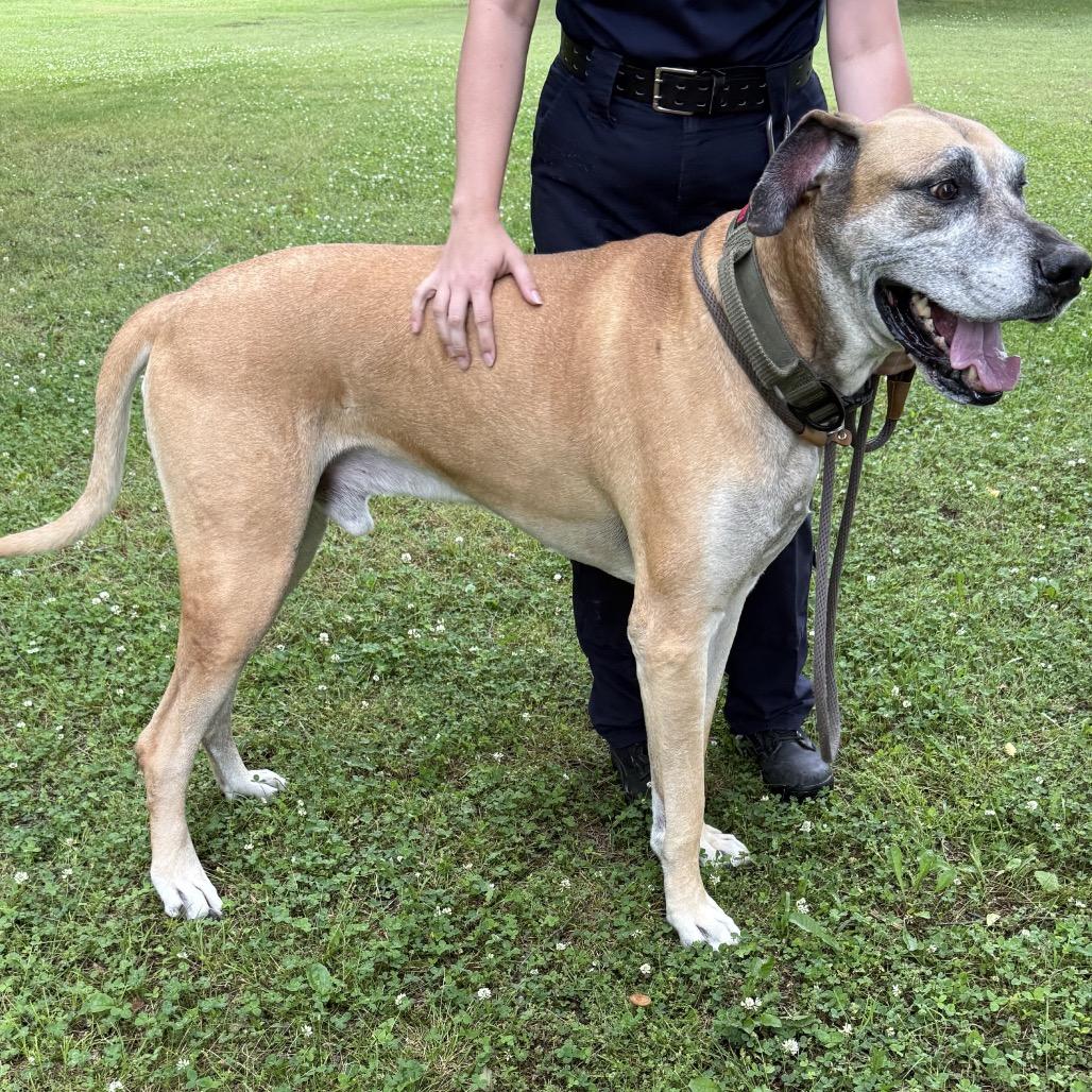 Enlarge Godard, a Adoptable Great Dane in Jacksonville, AR image 6/6