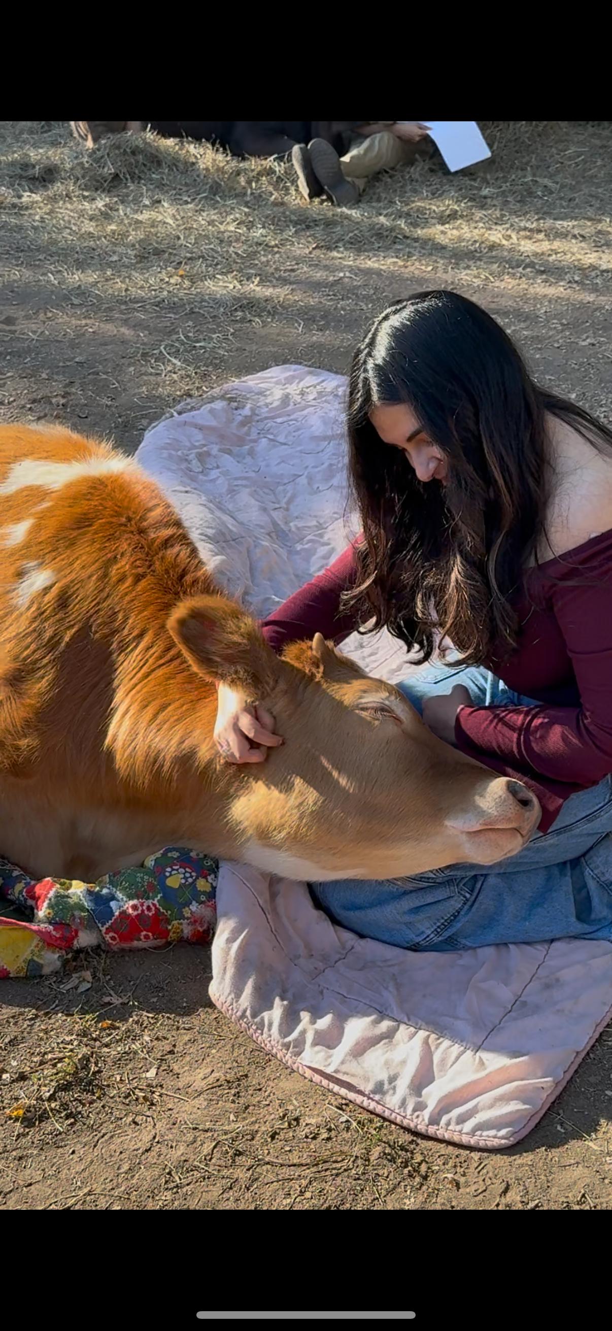 Enlarge Liam and Maive, a Adopted Jersey in Dresher, PA image 2/4