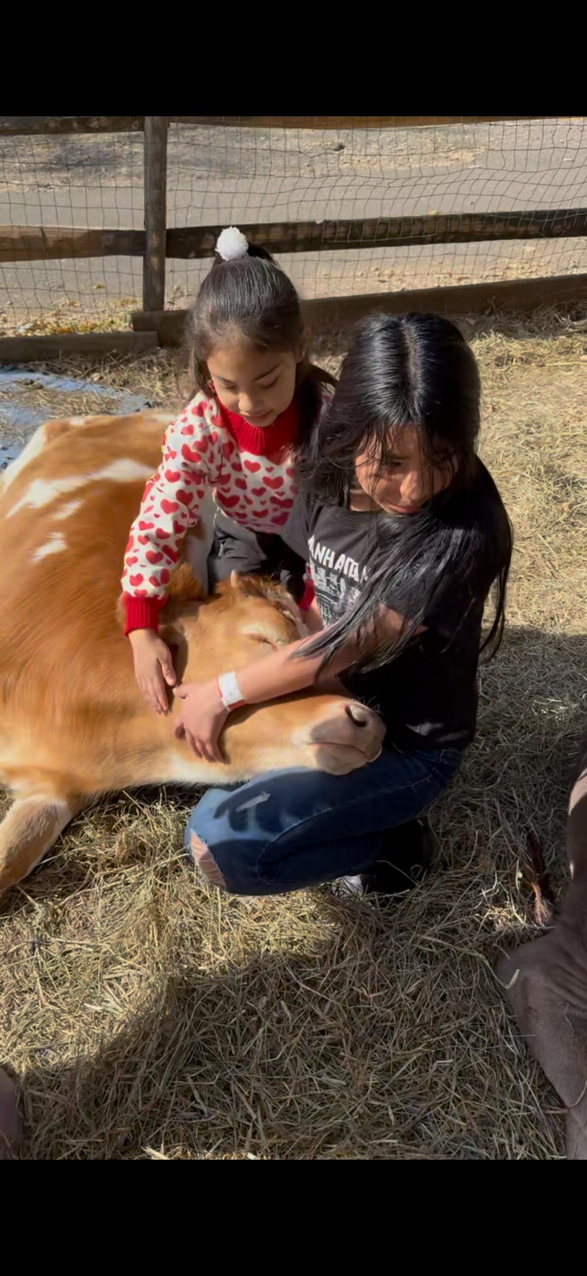 Enlarge Liam and Maive, a Adopted Jersey in Dresher, PA image 3/4