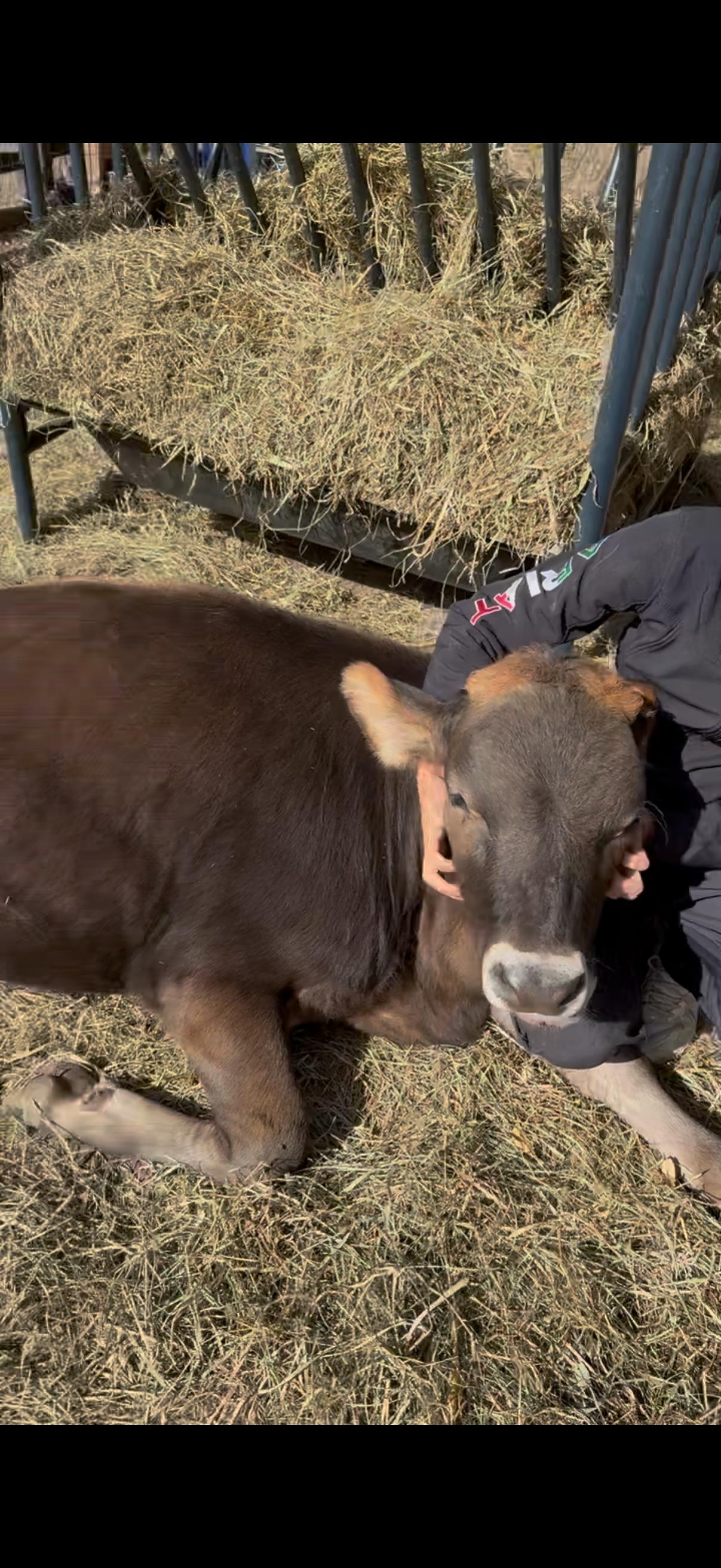 Enlarge Liam and Maive, a Adopted Jersey in Dresher, PA image 4/4