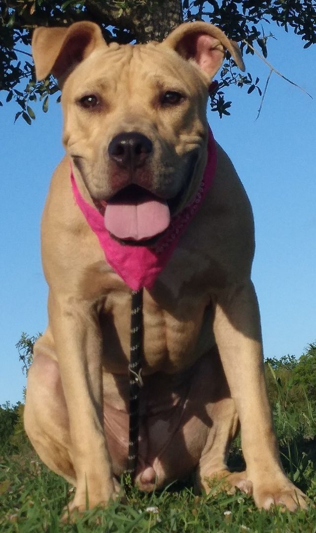 Abbie - Supper sweet baby girl!!! (TX091287) photo 4